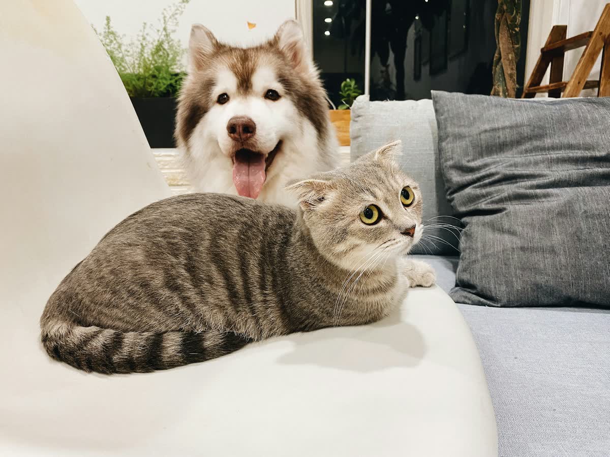 A smiling fluffy dog and a grey Scottish Fold cat at home on a sofa